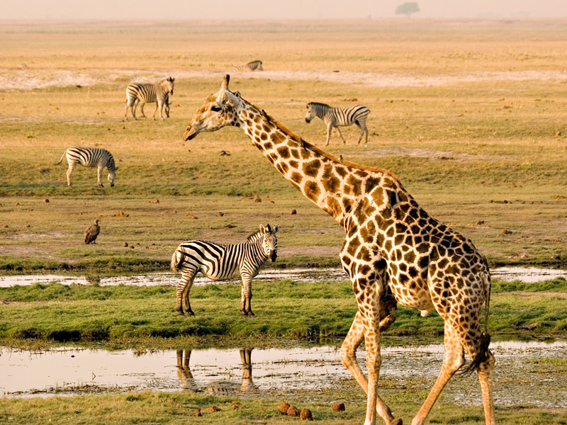 Сафари в национальном парке Чобе, Ботсвана