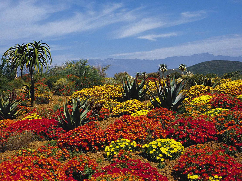 Ботанический сад Кирстенбош