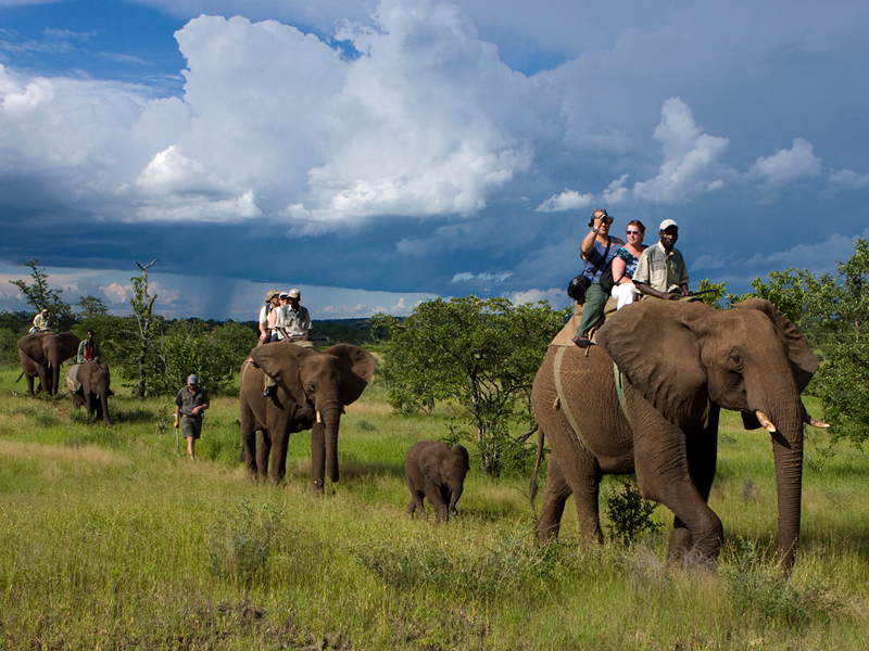 Сафари на слонах