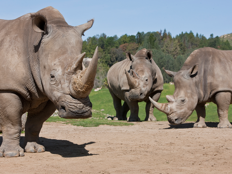 Сафари в поисках носорогов