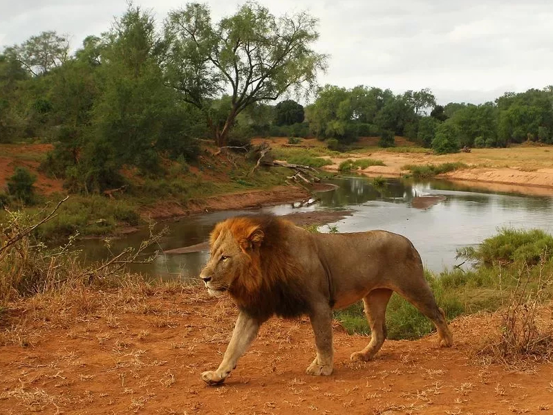 Великолепие Кейптауна, водопад Виктория и сафари в Крюгер парке 